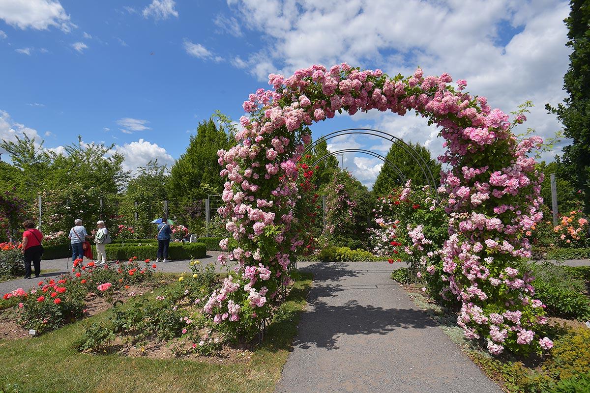 Europa-Rosarium in Sangerhausen